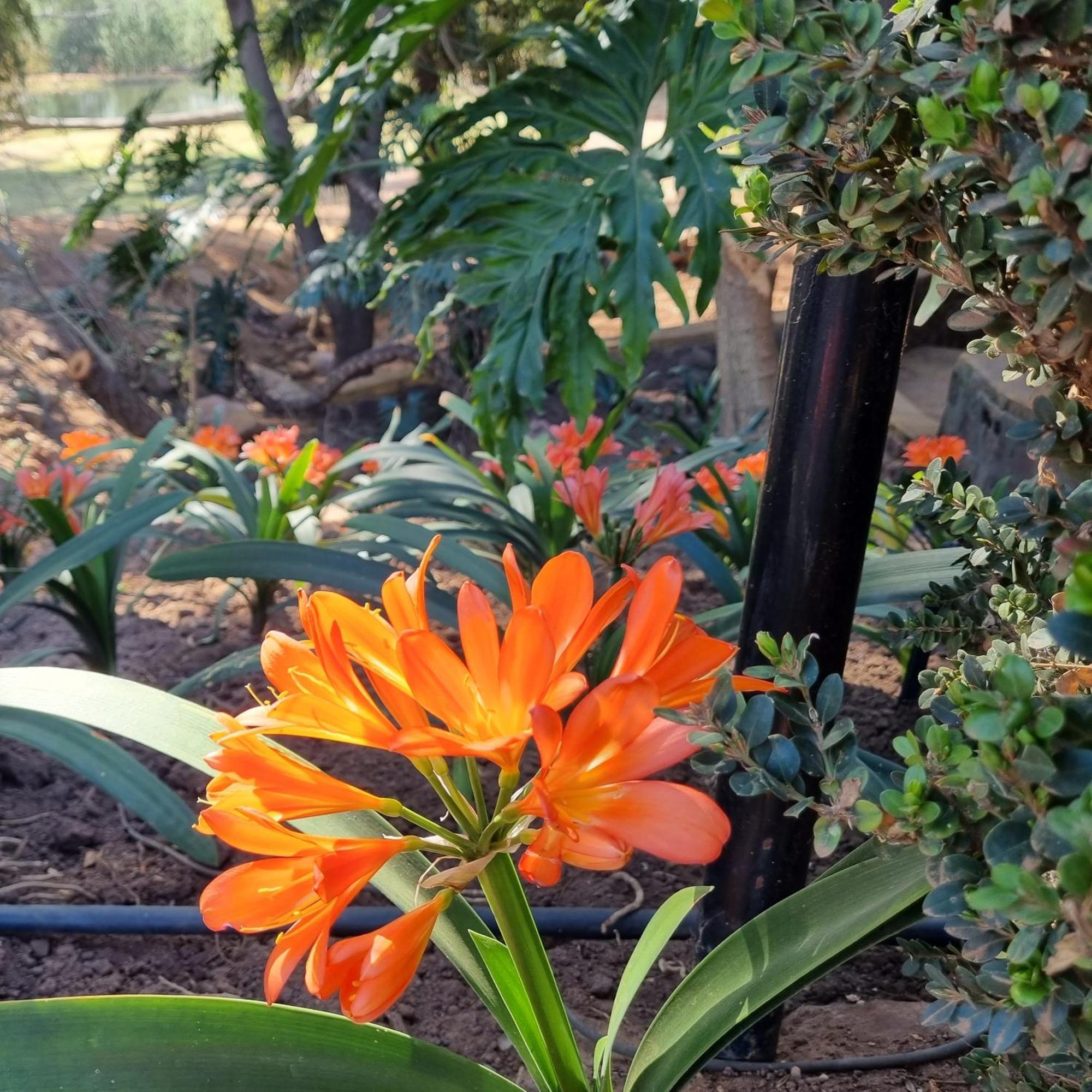 Bass Lake Country Lodge Pretoria-Noord Εξωτερικό φωτογραφία
